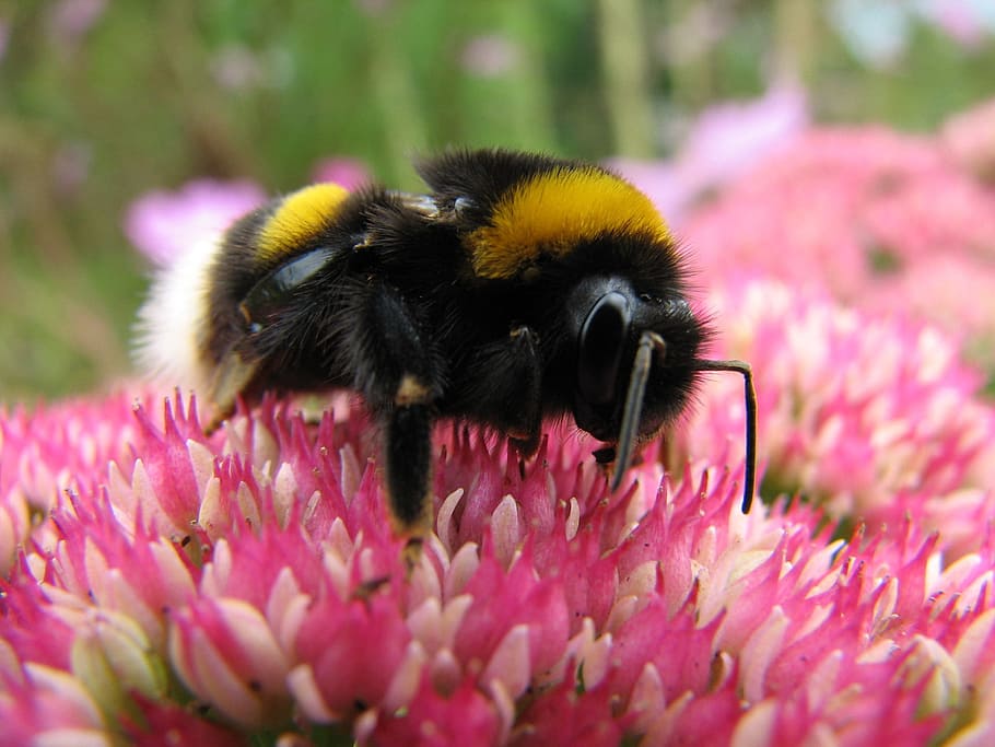 Bumblebee, Insect, Bug, Macro, Flower, pink, blossom, one animal HD wallpaper