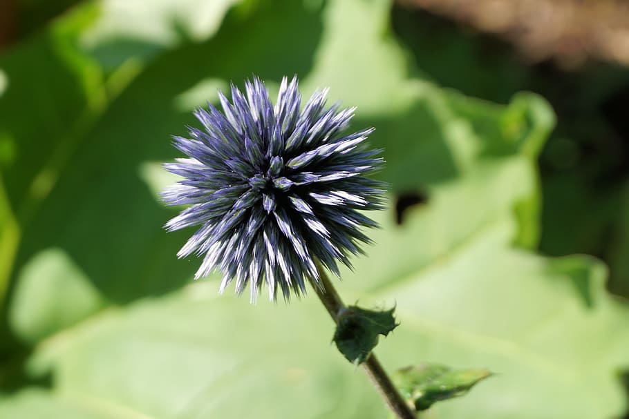 nature, summer, purple, garden, beautiful, bloom, blooming, blossom HD wallpaper