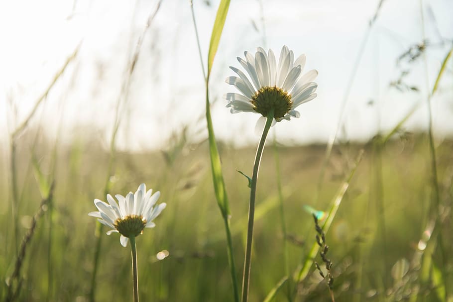 bloom, blossom, daisies, field, flora, flowers, grass, nature HD wallpaper