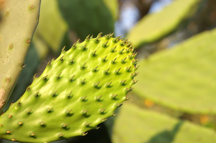 cactus, nature, plant, fruit, food, prickly pear, green, leaf HD wallpaper