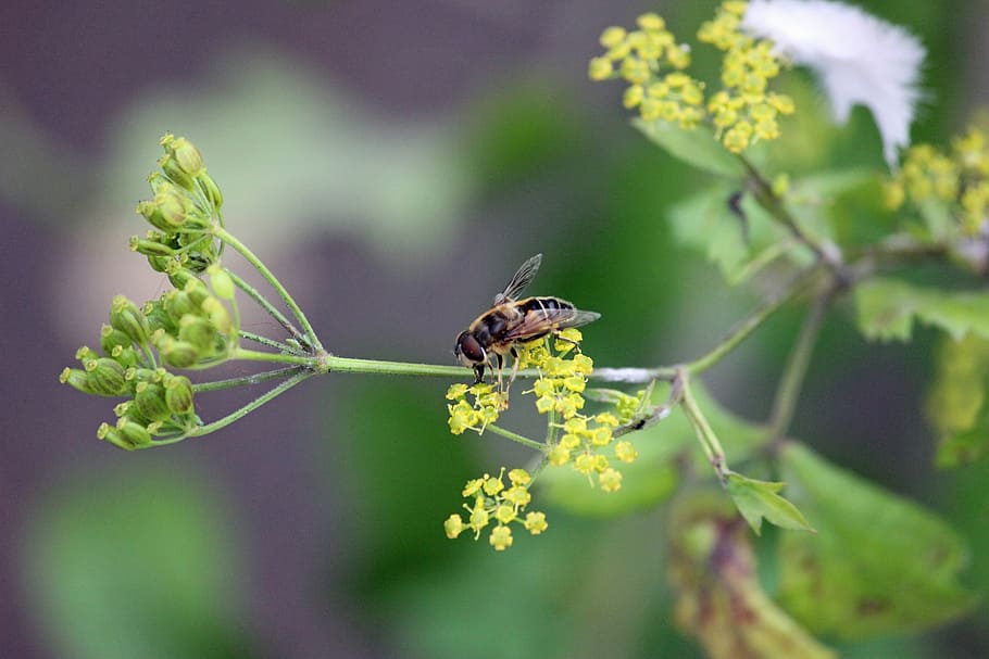 wasp, bee, flower, plant, green, macro, animals in the wild HD wallpaper