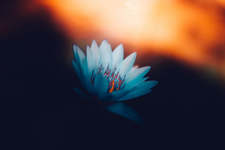 close-up photography of white flower, close up photo of blue water lily flower about to bloom HD wallpaper