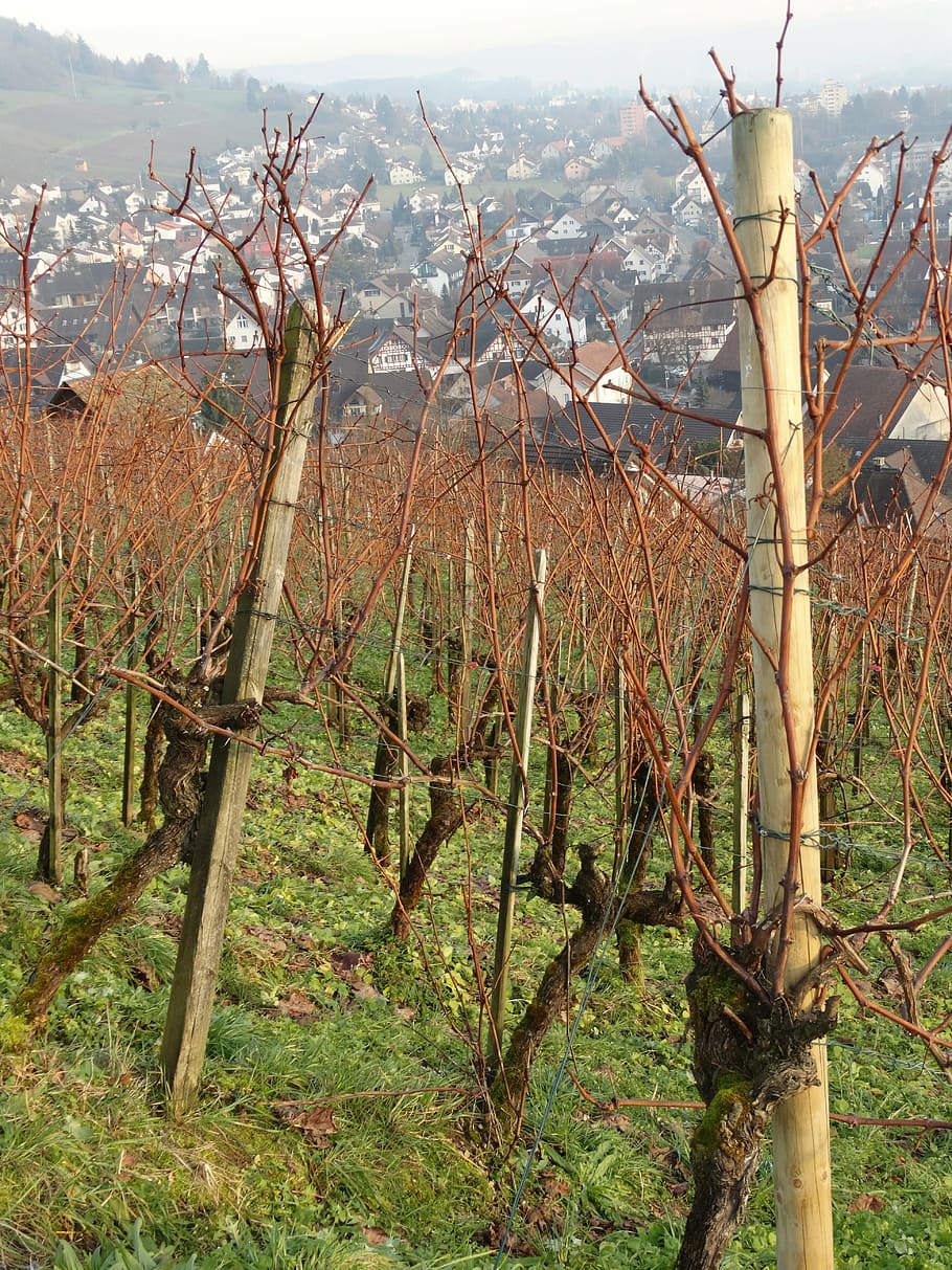 vineyard, grapevine, wine village, grapevine landscape, vine in winter, HD wallpaper