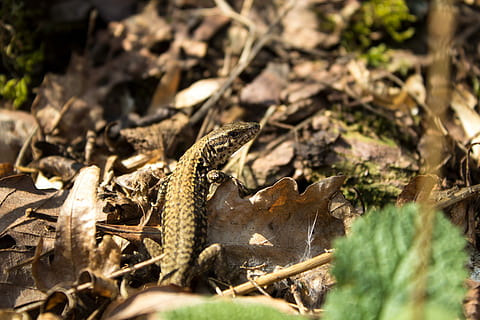exe, lizard, animal, macro, reptile, iguana, forest, nature HD wallpaper