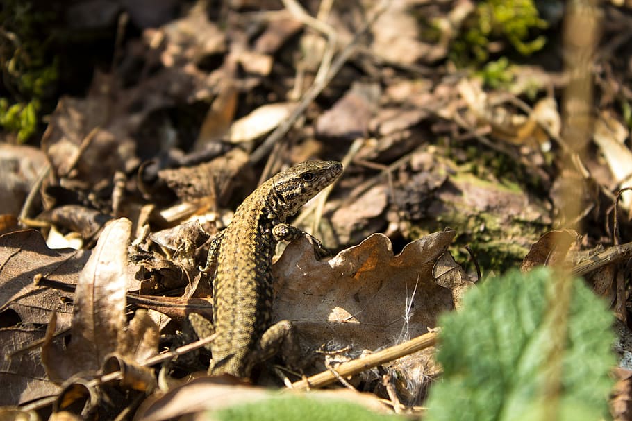 exe, lizard, animal, macro, reptile, iguana, forest, nature HD wallpaper