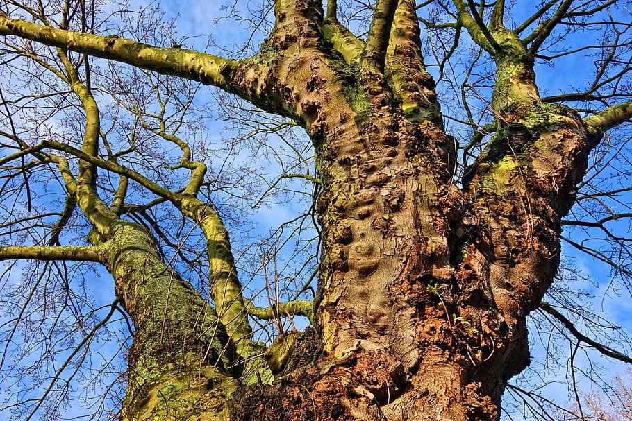 tree, trunk, branch, old tree, gnarled, bare branches, deciduous tree, HD wallpaper