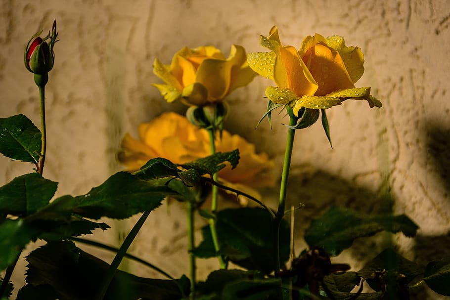 roses, flowers, hss, romantic, plant, flowering plant, growth HD wallpaper