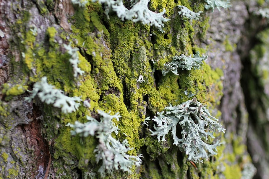 lichen, trunk, wood, tree, nature, moss, bark, texture, natural HD wallpaper