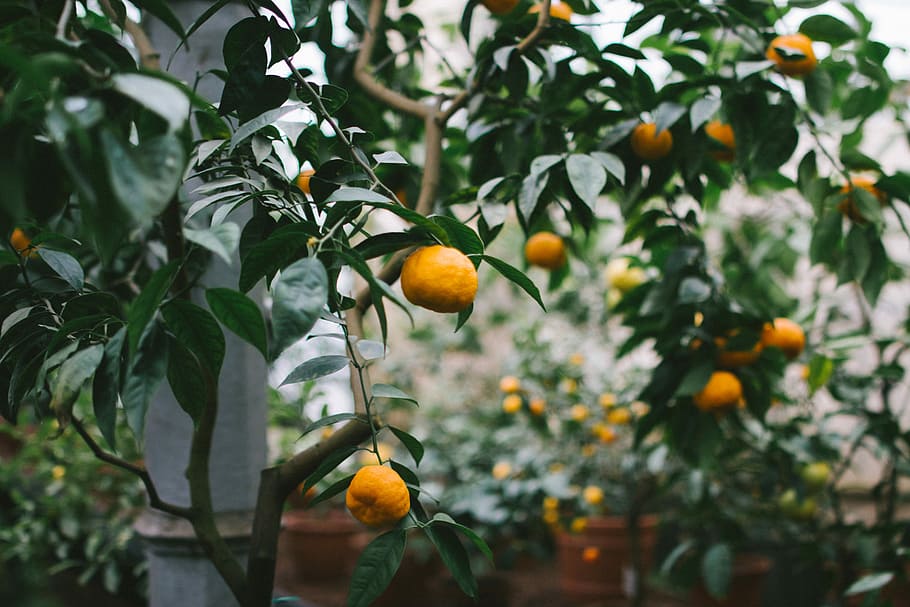 shallow focus photography of orange fruits, orange fruit tree HD wallpaper