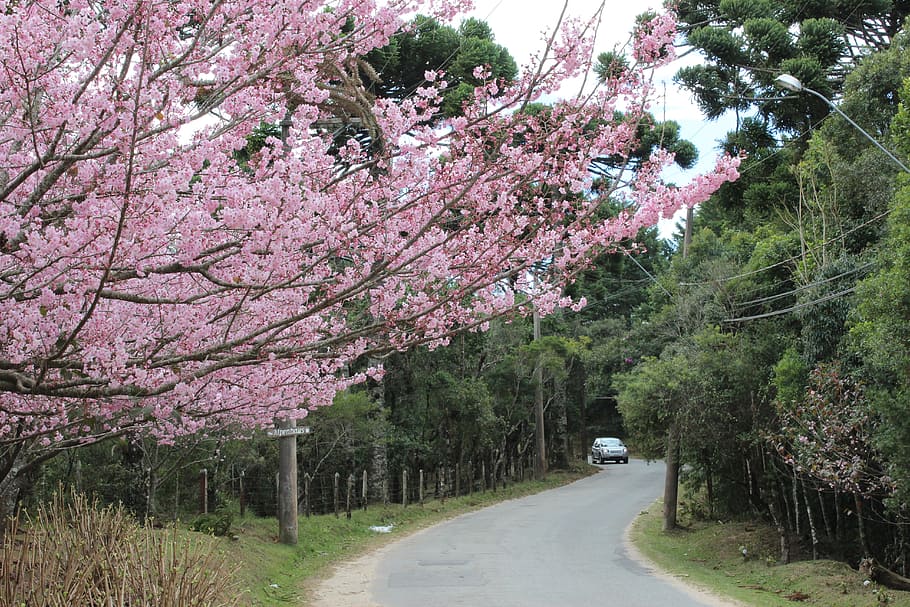 cherry, tree, street, plant, flower, flowering plant, transportation HD wallpaper
