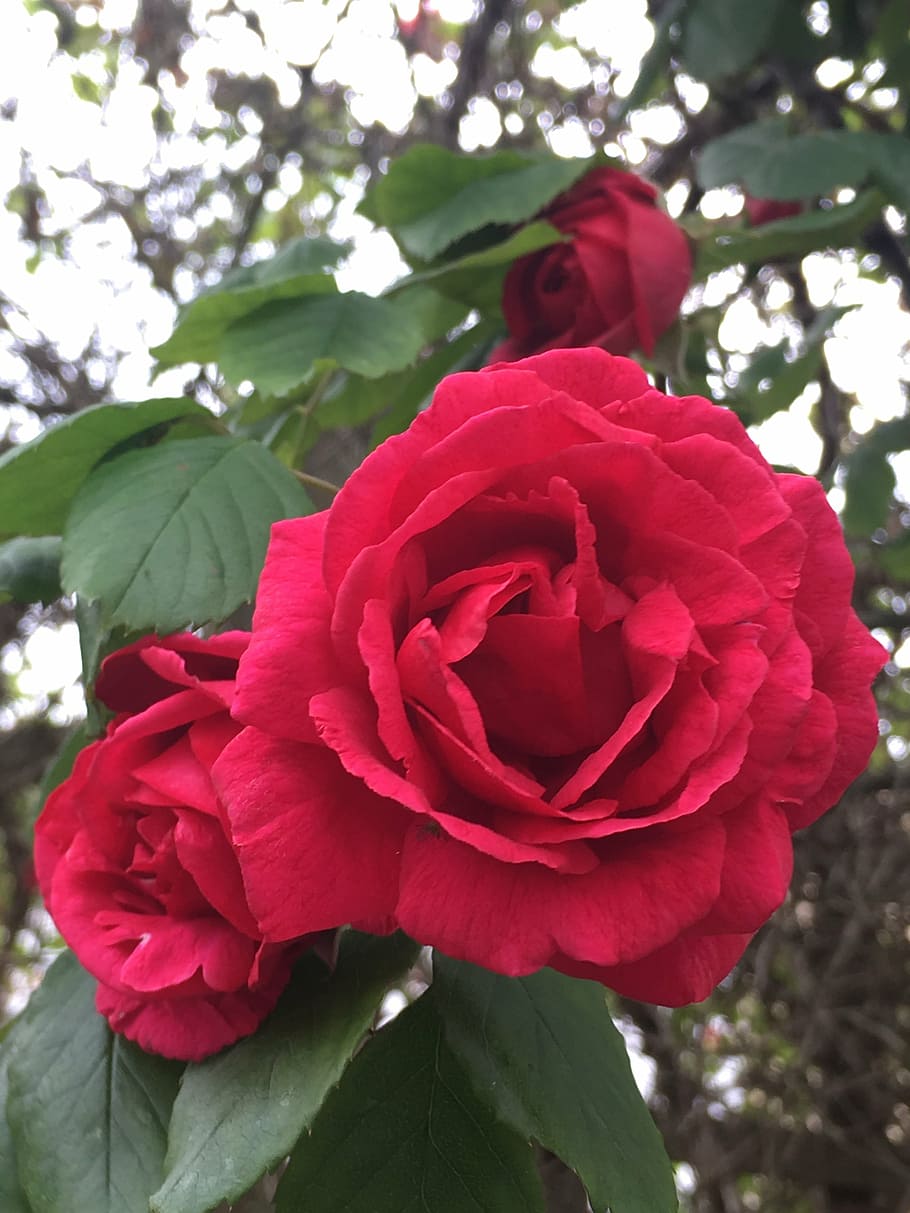 rose, red, red rose, spring, summer, colour, plant, flowers HD wallpaper
