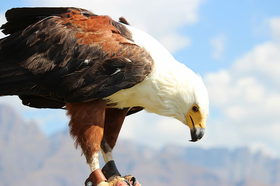 fish eagle, predator, bird, raptor, ornithology, plumage, beak HD wallpaper