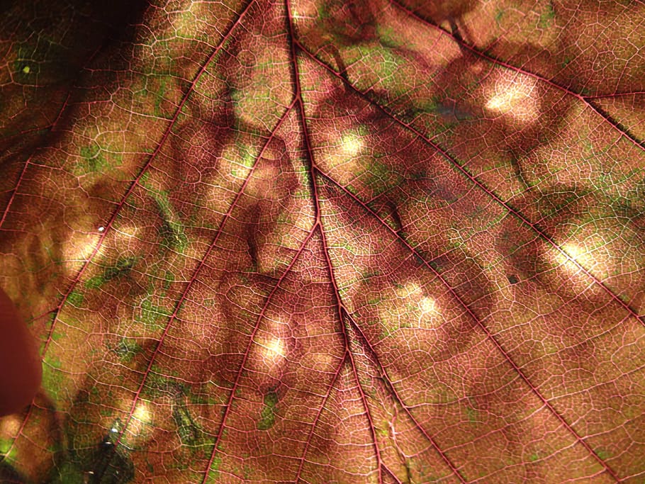 pink and green textile, leaf, red, brown, light, reflection HD wallpaper