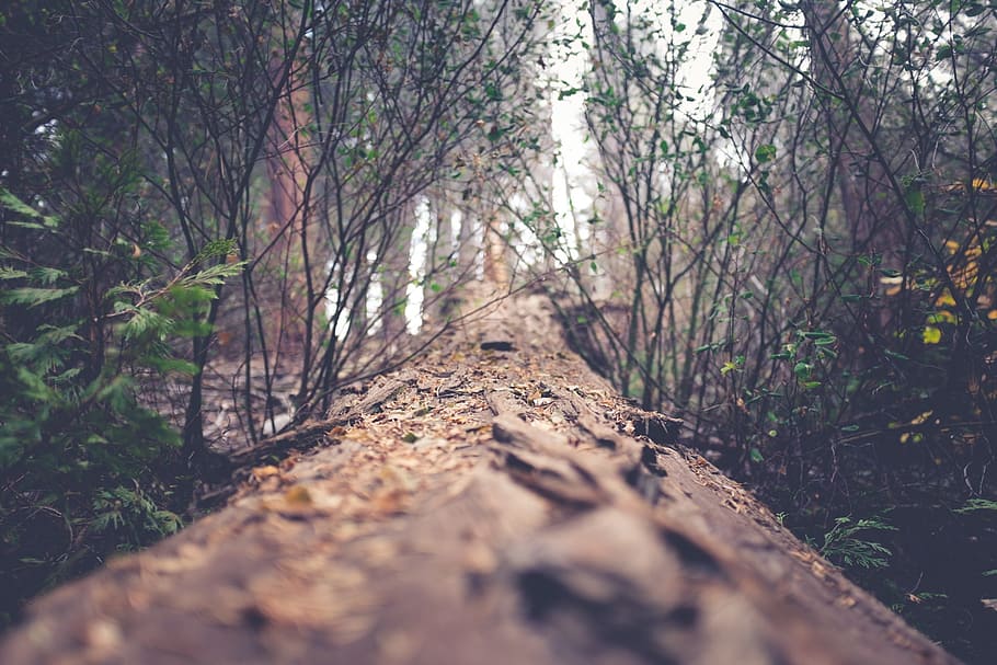 trees, forest, woods, log, nature, plant, land, direction, tranquility HD wallpaper