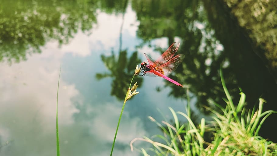 dragonfly, grass, insect, nature, wildlife, macro, plant, one animal HD wallpaper