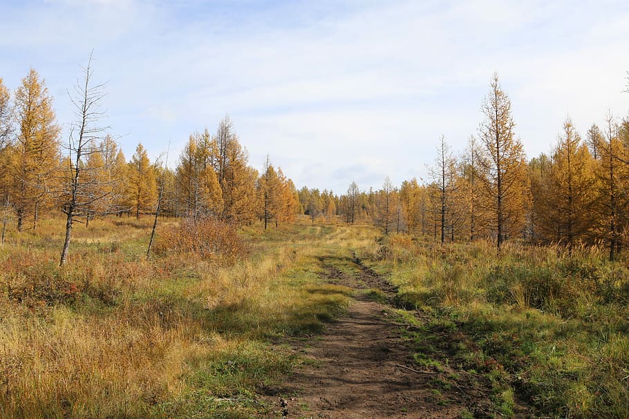Nature, Trees, Steppe, Landscape, autumn, forest, mongolia HD wallpaper