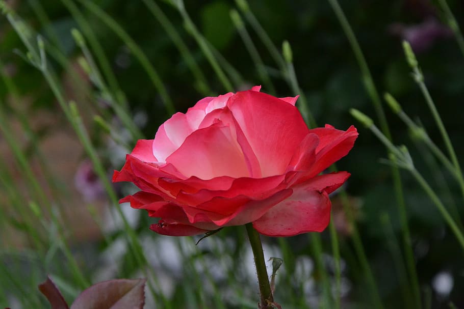 flower, red, grass, green, red flower, blossom, bloom, nature HD wallpaper
