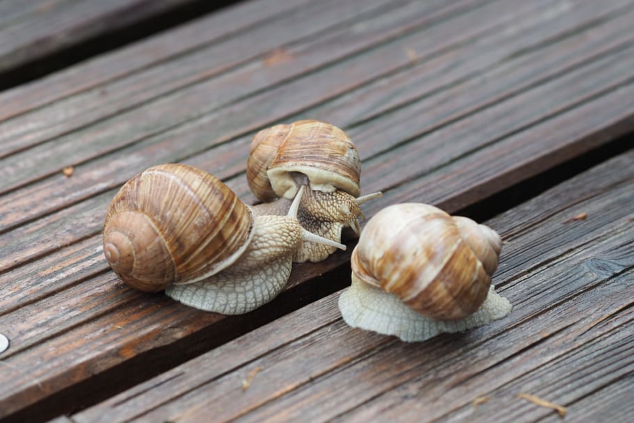 snail, mollusk, shell, mucus, close, animal, animal wildlife HD wallpaper