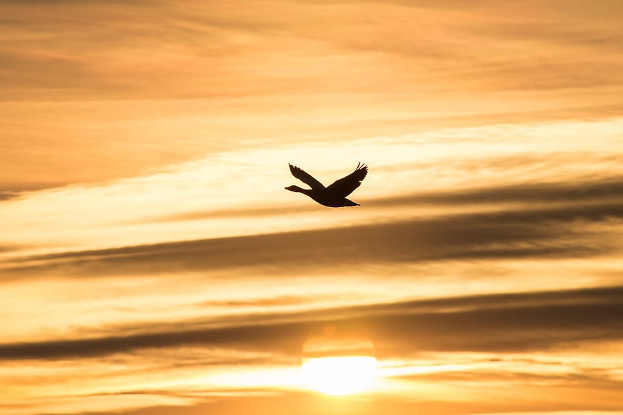 evening sky, sunset, bird, romantic, afterglow, abendstimmung HD wallpaper
