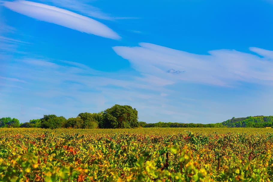 vines, fall, vineyard, color, beaucaire, red, costières de nîmes HD wallpaper
