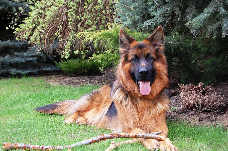 adult black and tan German shepherd, friend, dog, long-haired