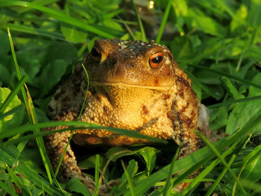 toad, anuran, amphibian, common toad, bufo terrestris, portrait HD wallpaper