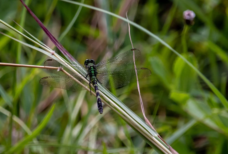 dragonfly, wings, grass, insect, nature, creature, branch, twig HD wallpaper
