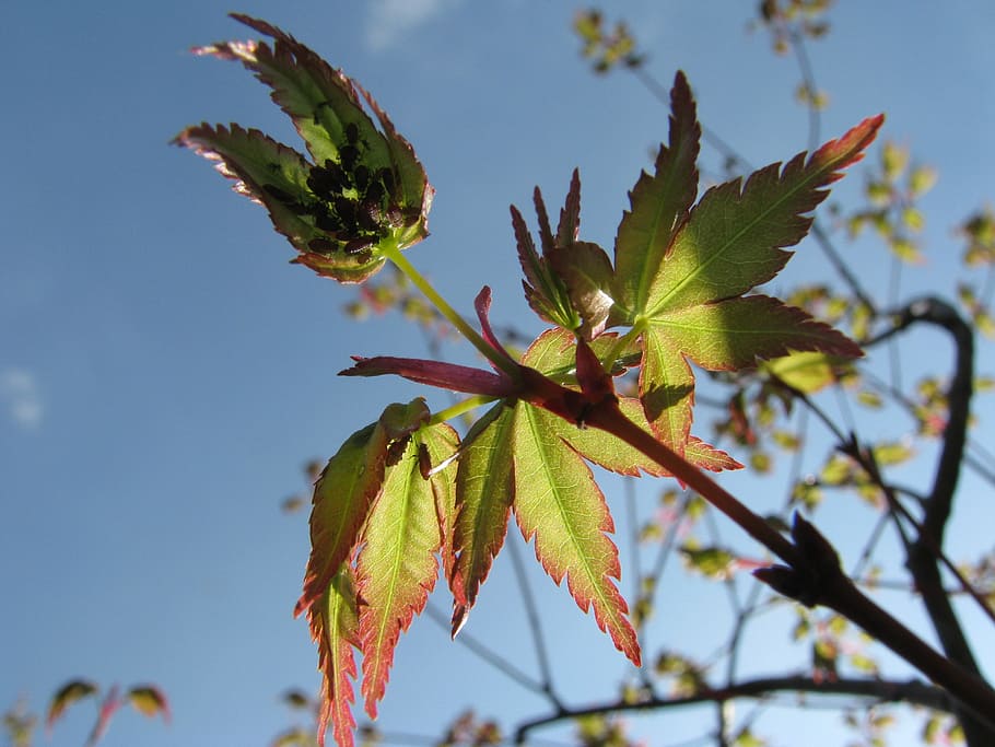 spring, japanese maple, foliage, leaf, plant, growth, plant part HD wallpaper