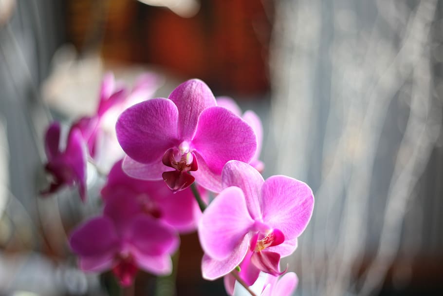 Orchid, Pink, Flower, pink color, petal, no people, day, outdoors HD wallpaper