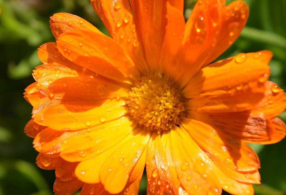 marigold, drops, dew, rain, morning, flower, water, wet, mist, HD wallpaper