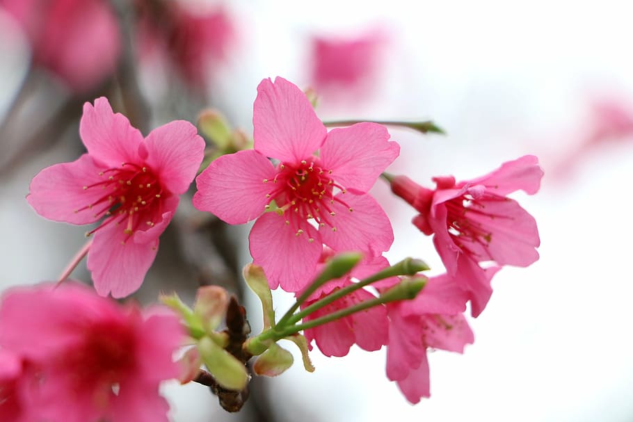selective focus photography of pink petaled flowers, cherry blossoms