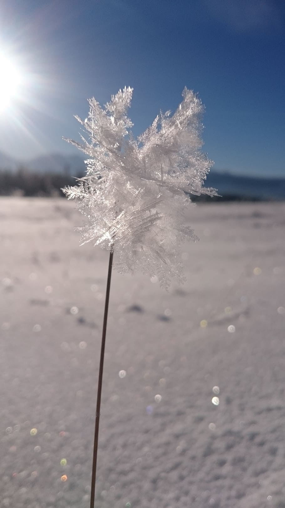 frost, ice, snow, winter, nature, natural, december, icy, frozen HD wallpaper