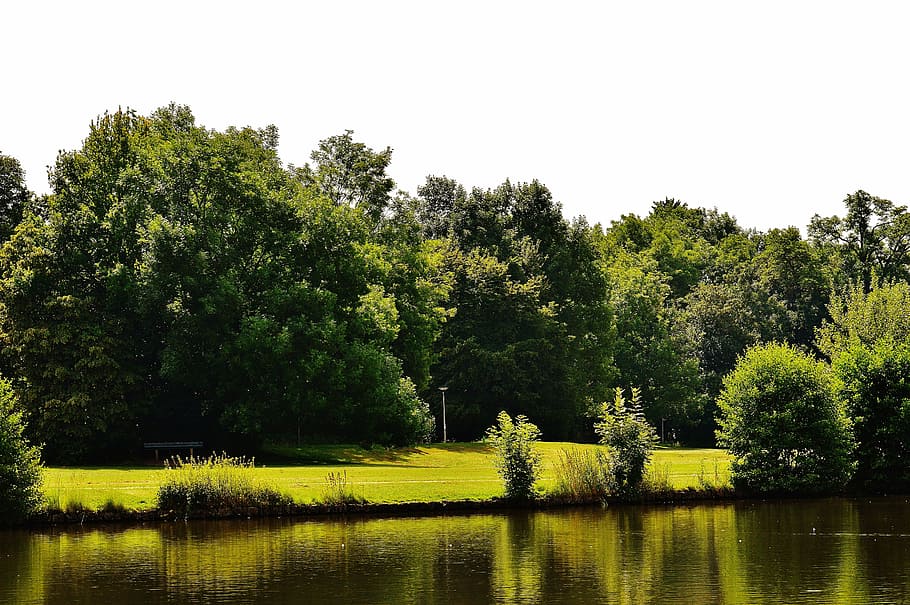 pond, waters, landscape, trees, summer, sun, sky, plant, beauty in nature HD wallpaper