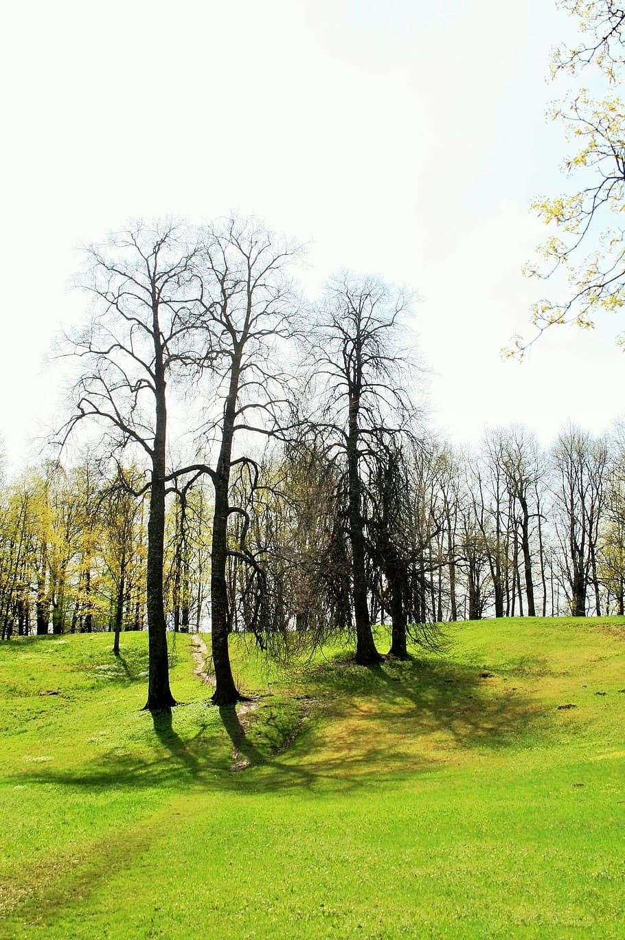 trees, tall, clump, grass, green, garden, estate, plant, sky HD wallpaper