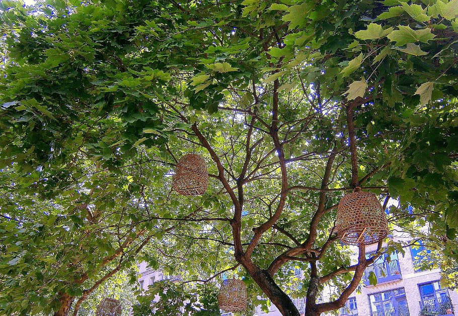 cage, bird cage, tree, basket, baskets, cages, decoration, decorative HD wallpaper