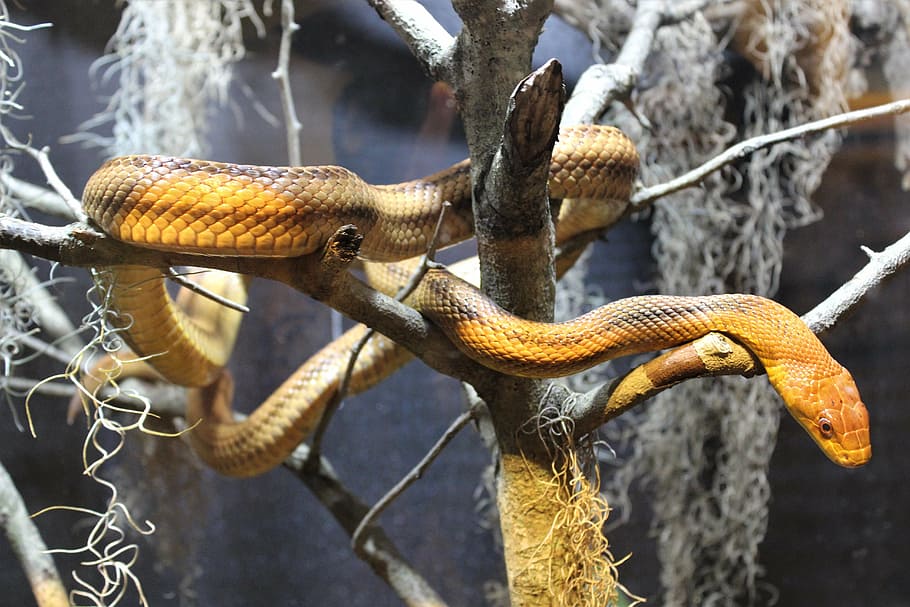 snakes, serpents, animals, animal themes, reptile, animal wildlife HD wallpaper