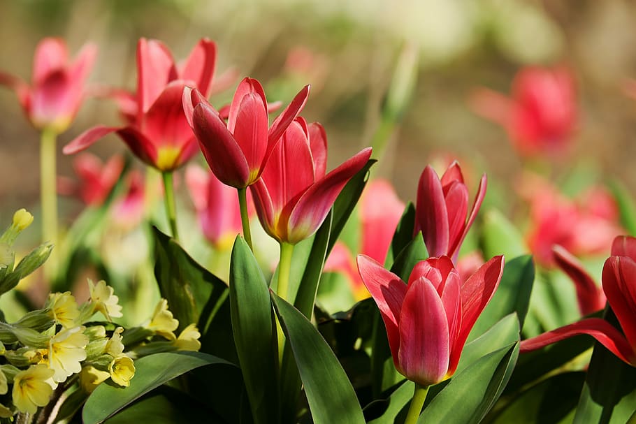 red tulips, flowers, spring, close, colorful, tulipa, lily, liliaceae, HD wallpaper