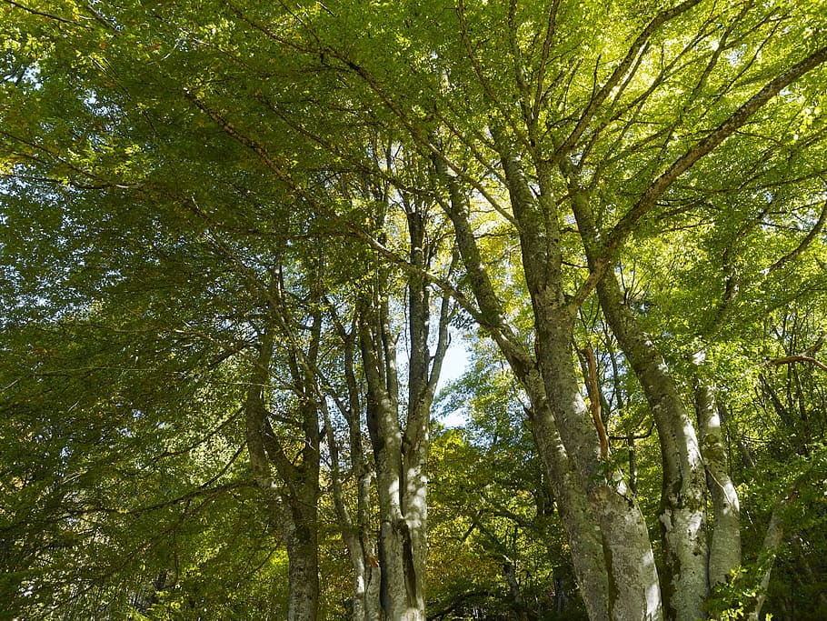 trees, nature, leaves, trunk, wood, majestic tree, tree trunk HD wallpaper