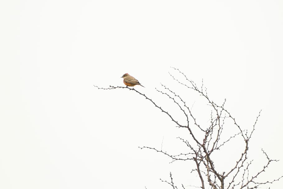 MX NATURE, bird perched on tree branch, robin, white, animals in the wild HD wallpaper