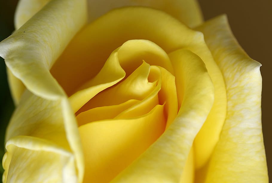 Orange, Tea, Petals, Flower, rose, the petals, garden, decorative HD wallpaper