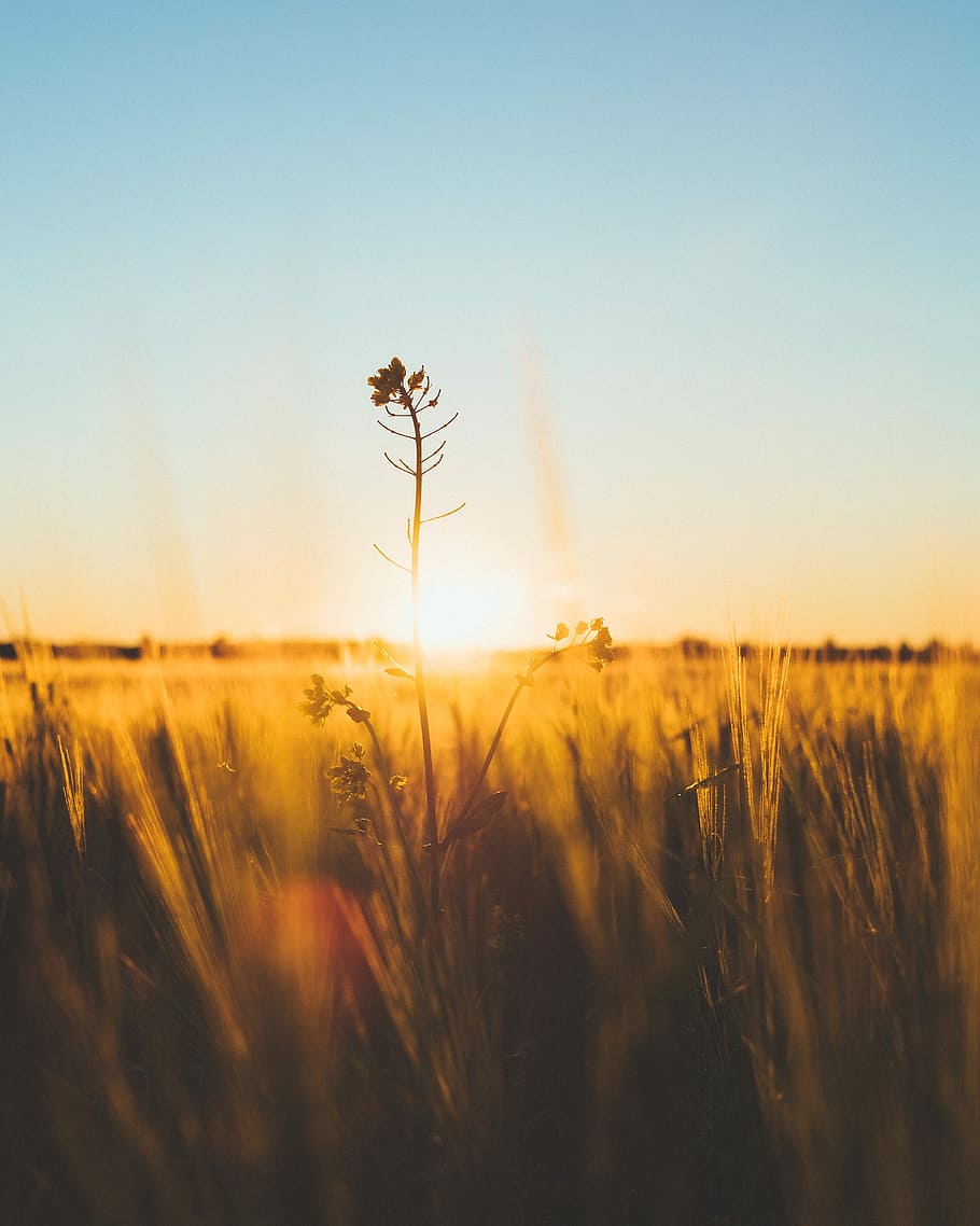 yellow flowers selective focus photography at sunset, backlight HD wallpaper