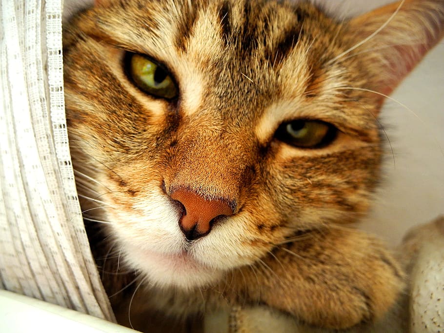 Catlike, Cobblestone, The Head Cat, pet, cat's eyes, view, domestic cat HD wallpaper