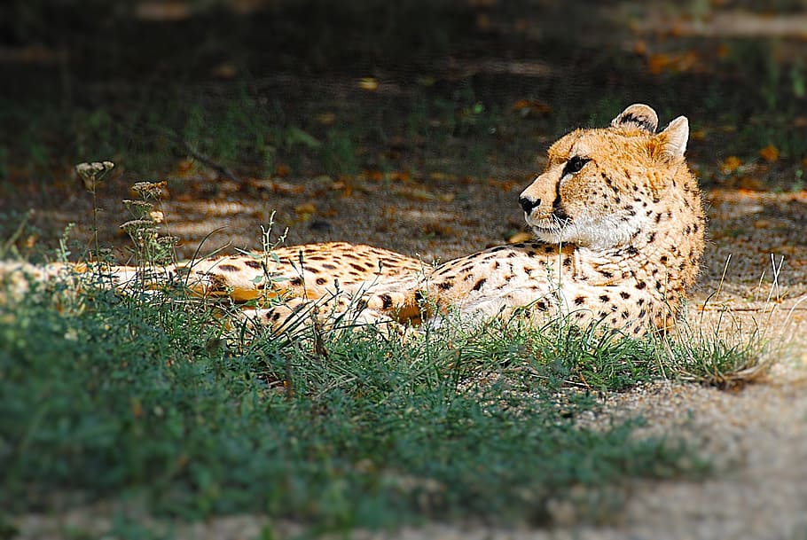 cheetah, lying, cat, zoo, feline, big cat, animal, animal wildlife HD wallpaper