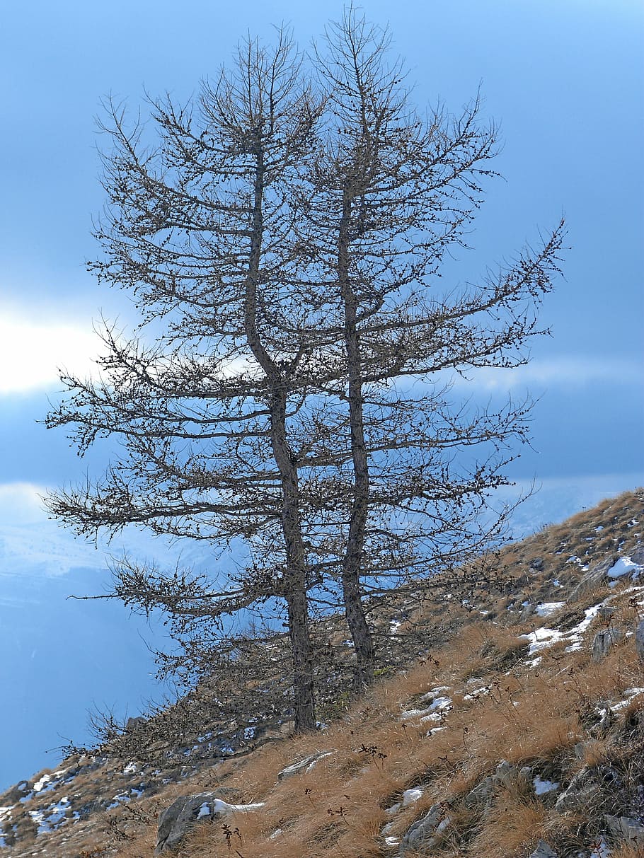 trees, larch, nature, winter, sky, plant, tranquility, beauty in nature HD wallpaper