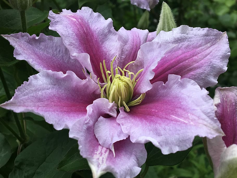 Clematis, Blossom, Bloom, Creeper, garden, climber, entwine HD wallpaper