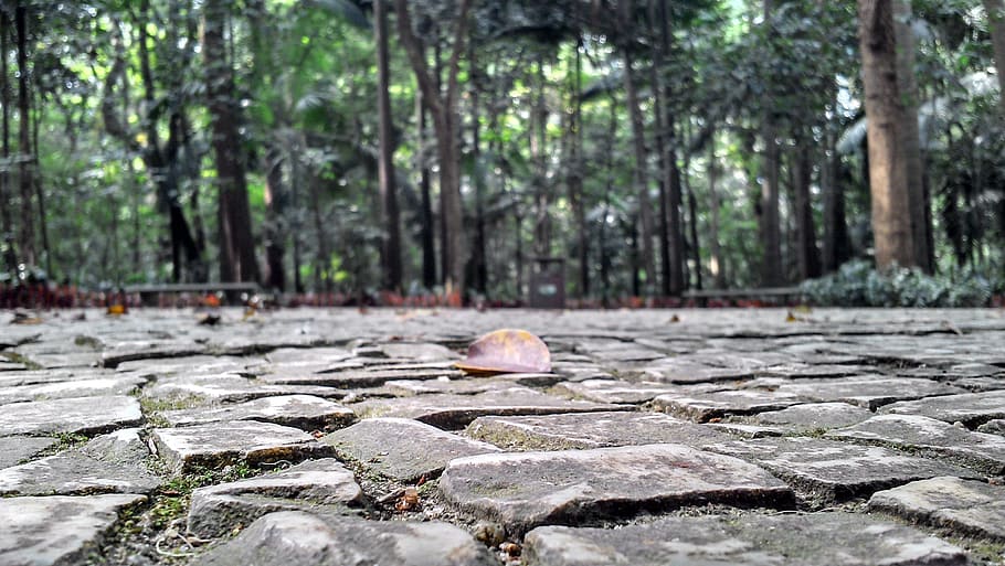 dry leaf on the floor, park, sidewalk, stones, trees, plant HD wallpaper
