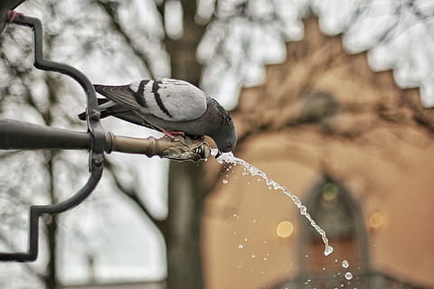 A Close Up Photograph of a Grey and Black Bird Drinking a Water HD wallpaper