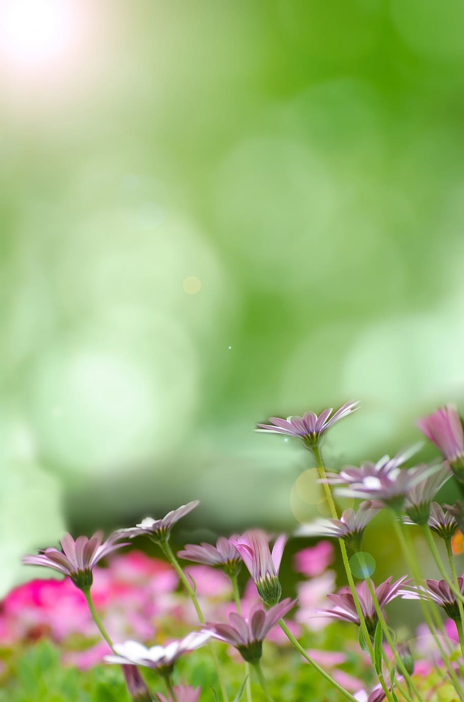 spring, background, flower, field, meadow, easter, green, grass, HD wallpaper