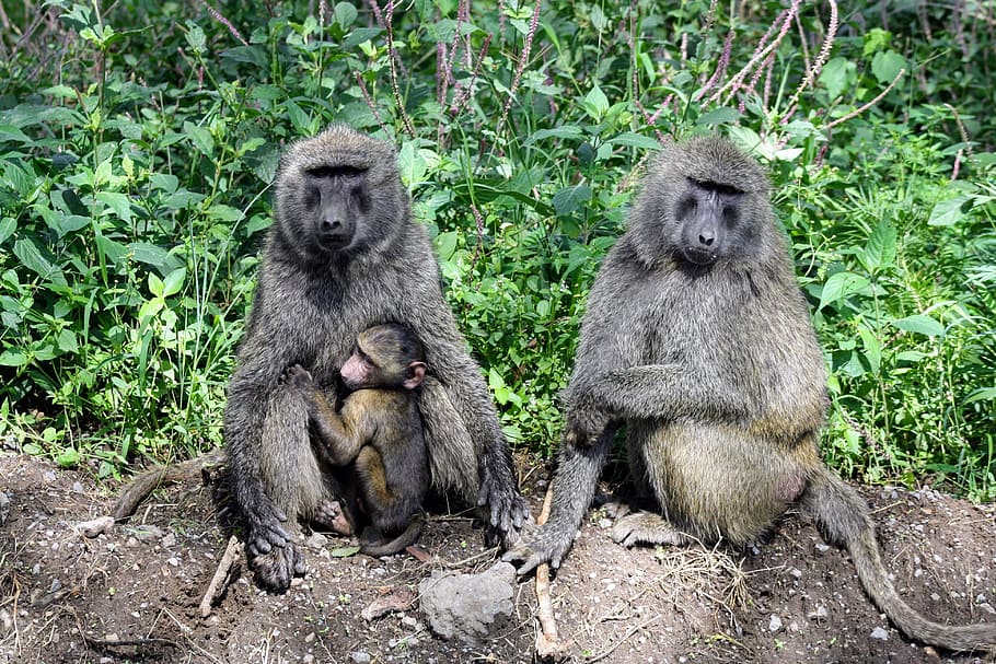 wildlife, mammal, monkey, primate, nature, kenya, safari, group of animals HD wallpaper