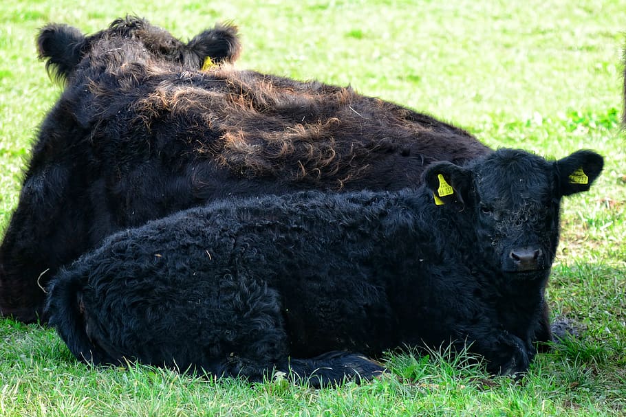 galloway, beef, agriculture, cattle, animals, livestock, black HD wallpaper